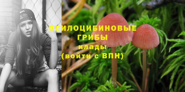крисы Дмитров